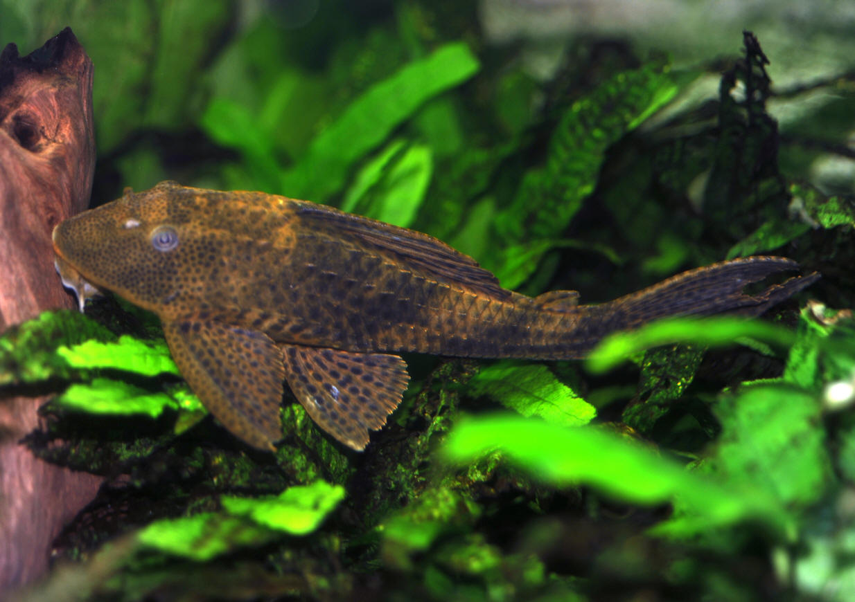 Hypostomus plecostomus